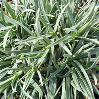 Dianthus freynii